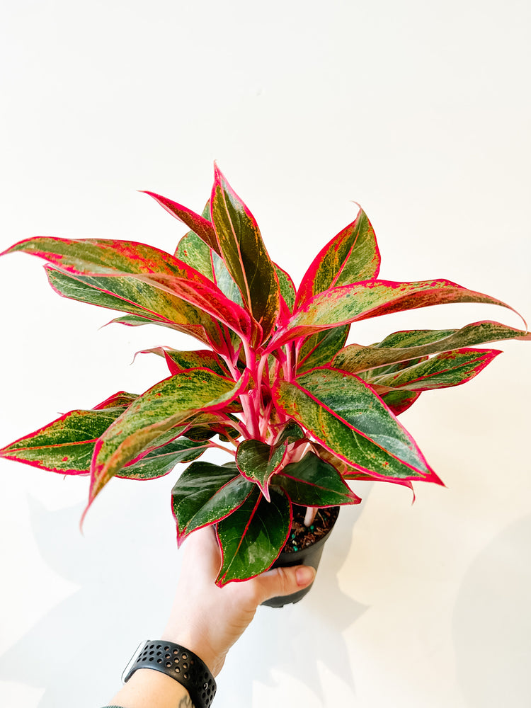 
                  
                    5" Chinese Evergreen Red Siam | Aglaonema
                  
                