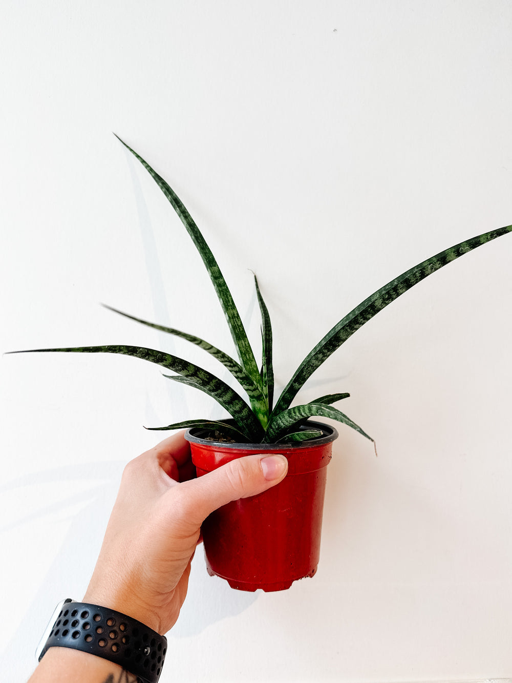 Snake Plant Fernwood | Sansevieria