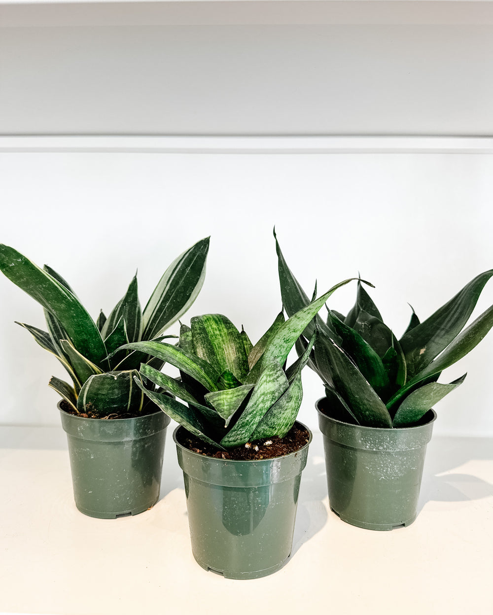 4” Snake Plant Star Power Assorted | Sansevieria