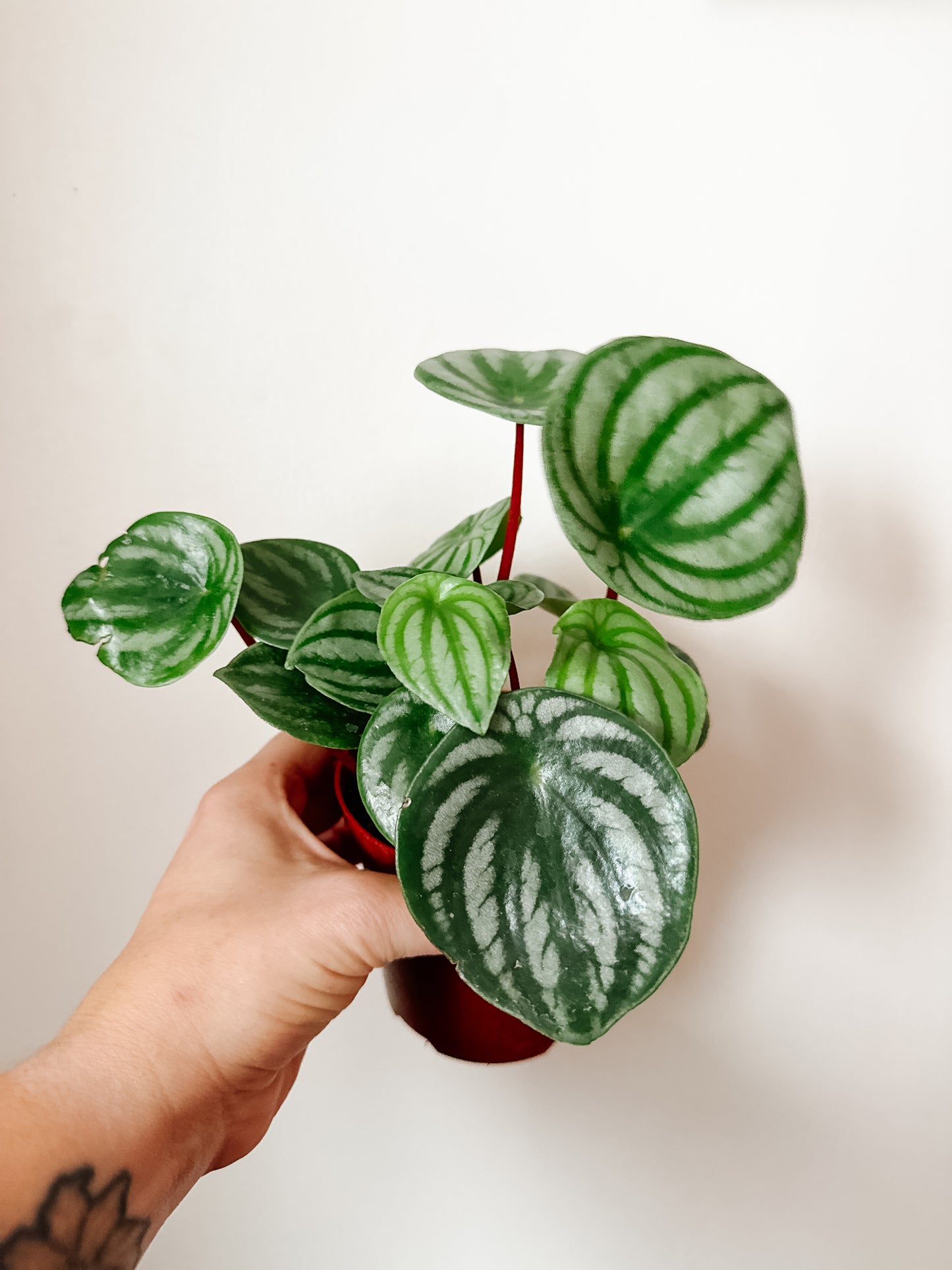 
                  
                    Peperomia Watermelon | Pilea argyreia
                  
                