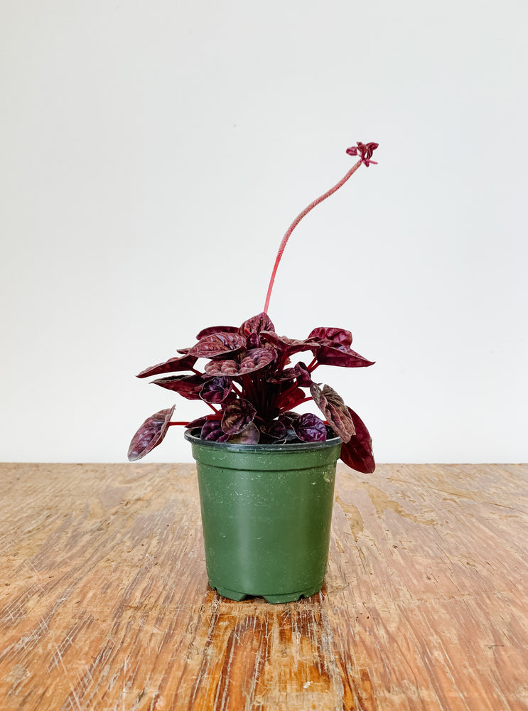 
                  
                    Peperomia Schumi Red
                  
                