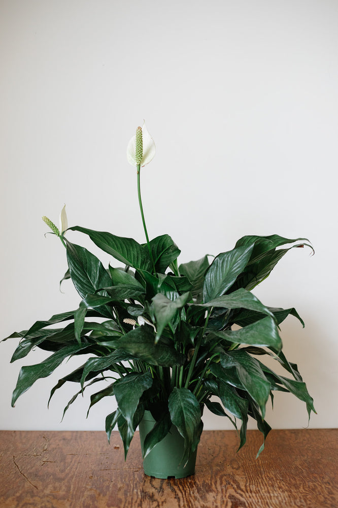 
                  
                    Peace Lily | Spathiphyllum
                  
                
