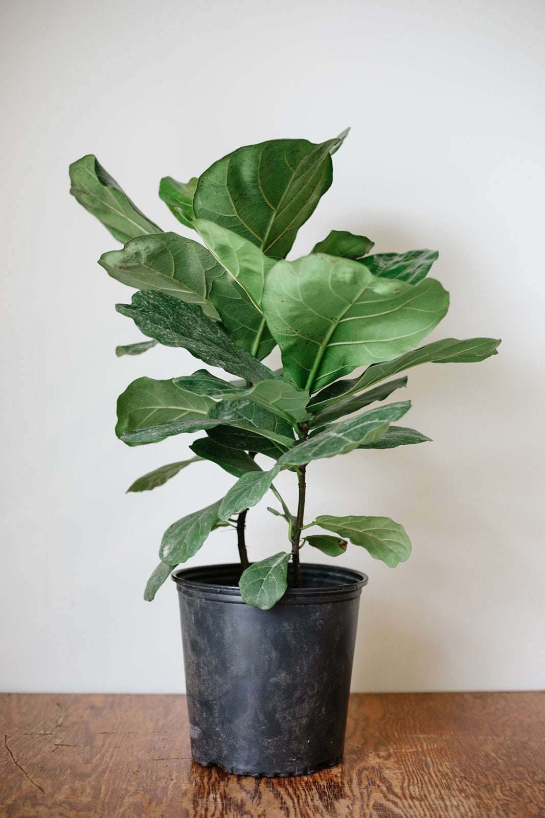 
                  
                    Fiddle Leaf Fig Bush | Ficus Lyrata
                  
                