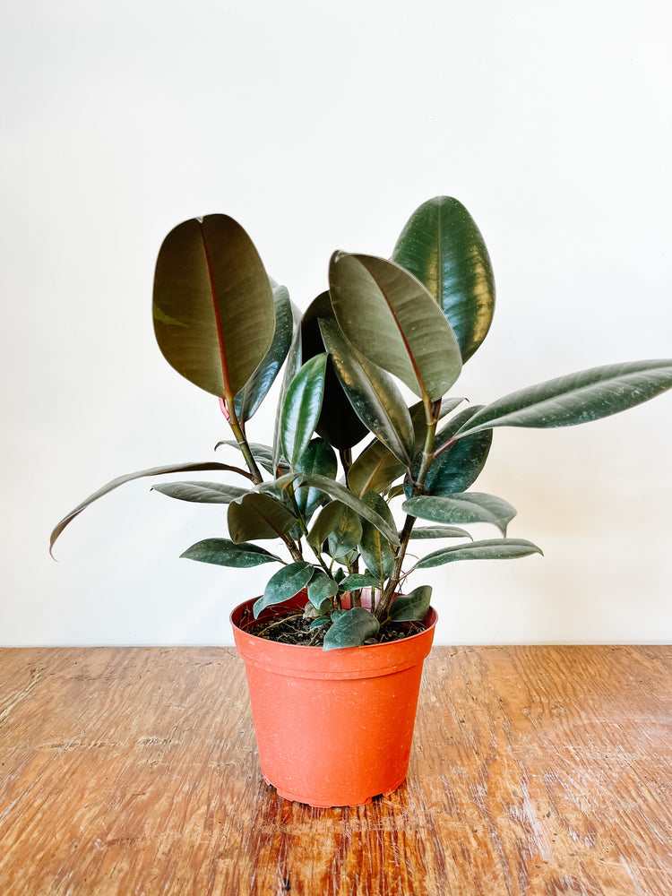 
                  
                    Rubber Robusta Bush | Ficus Elastica
                  
                