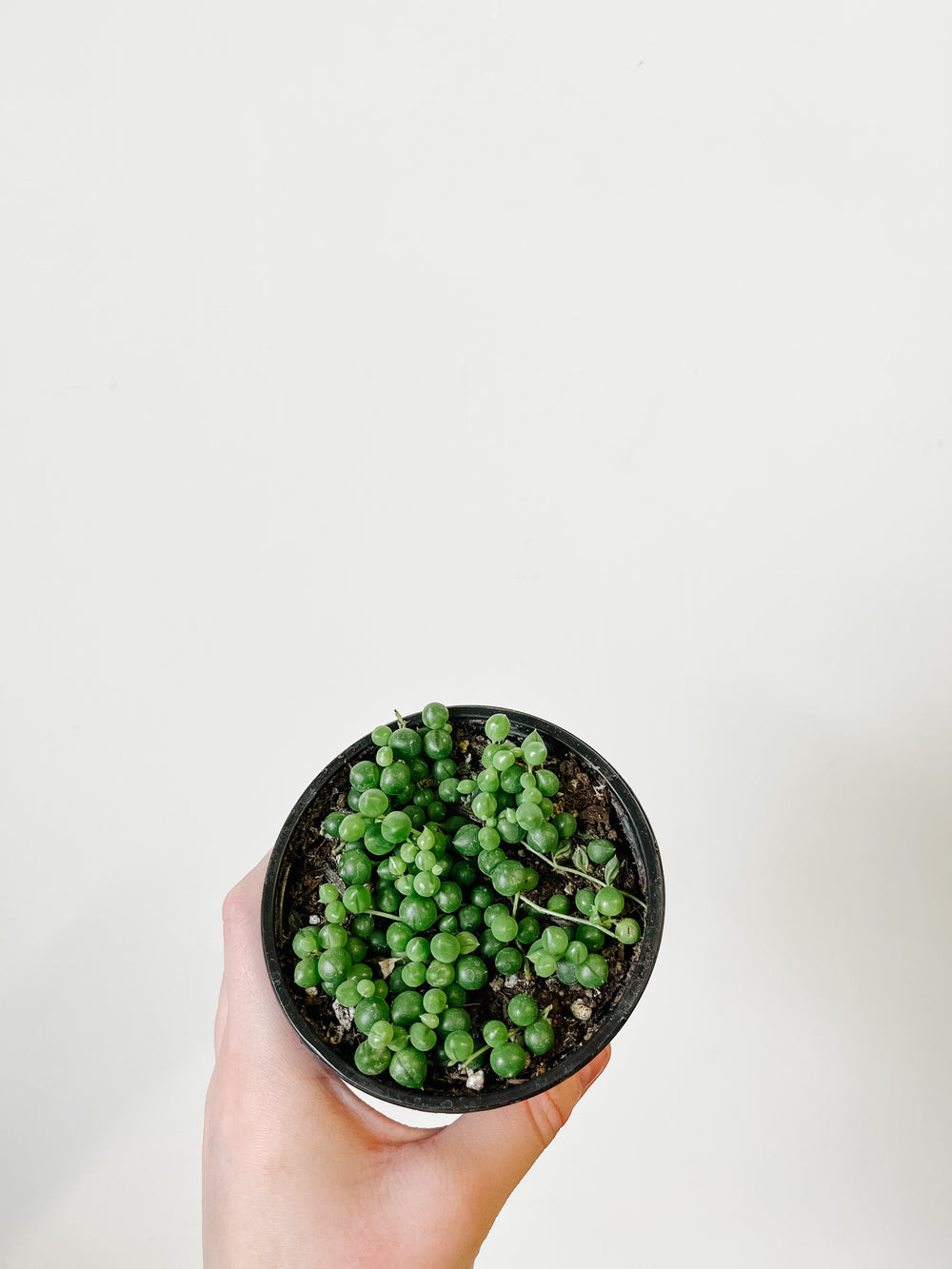 String of Pearls | Senecio