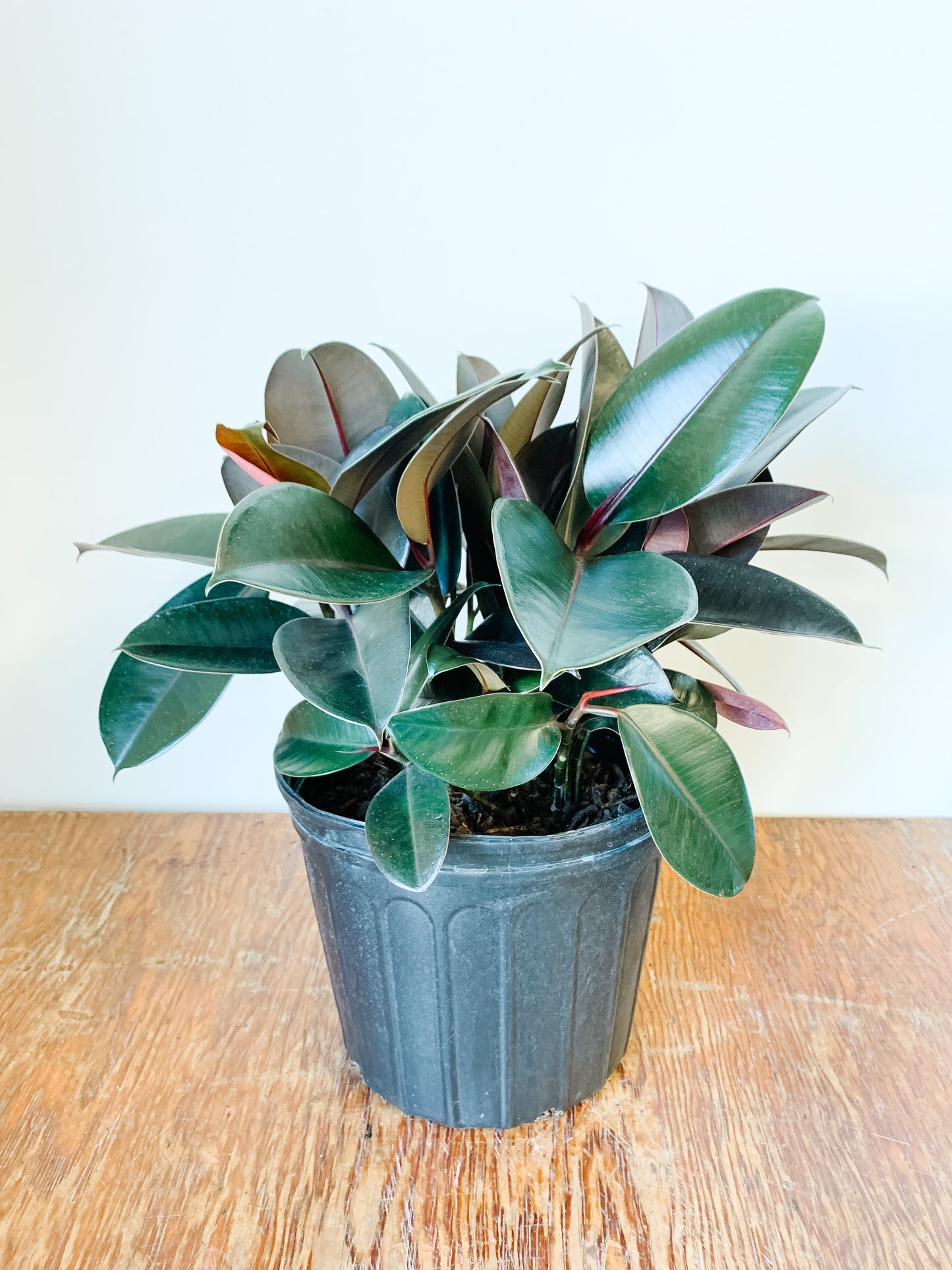 
                  
                    Rubber Robusta Bush | Ficus Elastica
                  
                
