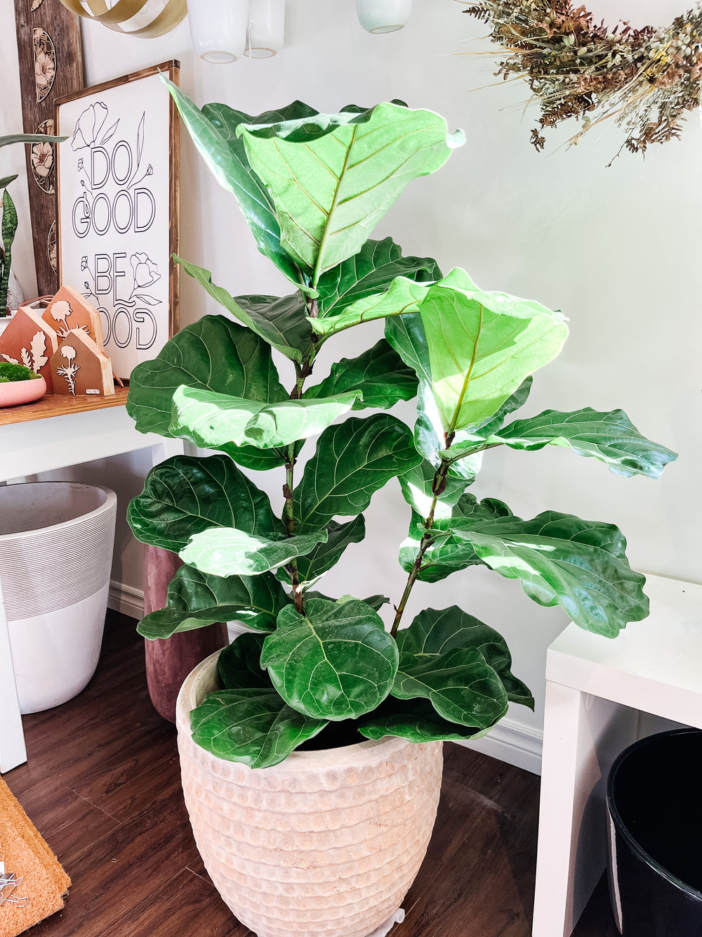 Fiddle Leaf Fig Bush | Ficus Lyrata