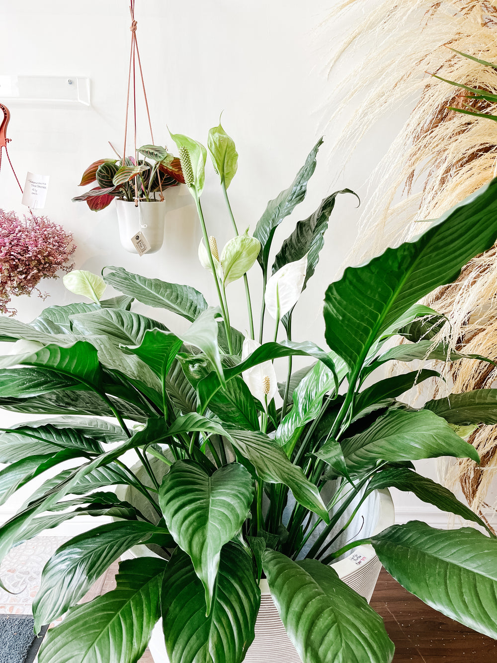 10” Peace Lily Sweet Pablo| Spathiphyllum