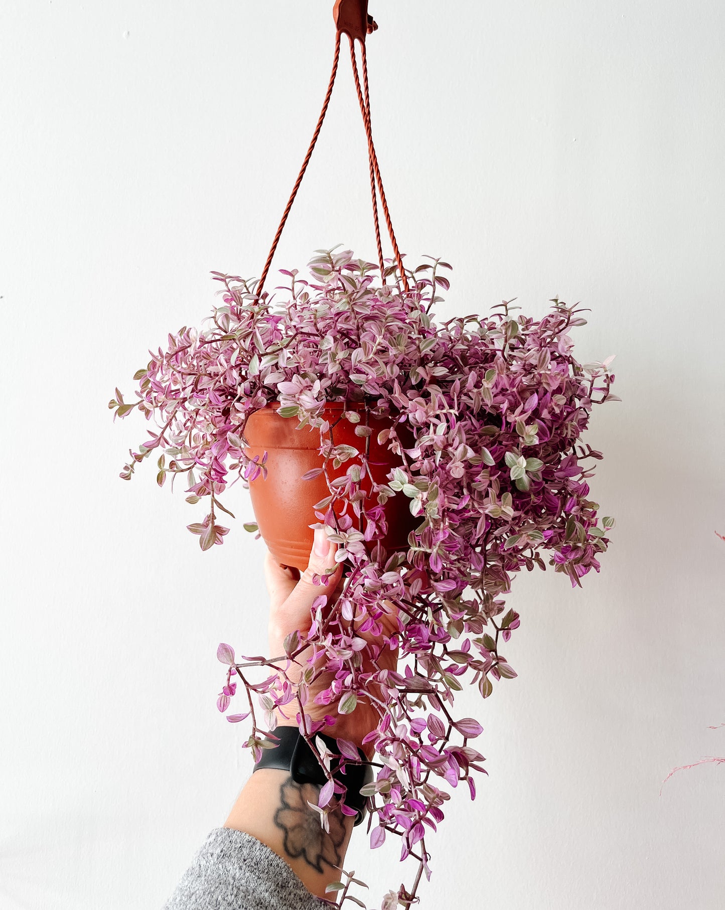 
                  
                    Tradescantia Pink Panther | Callisia Repens
                  
                