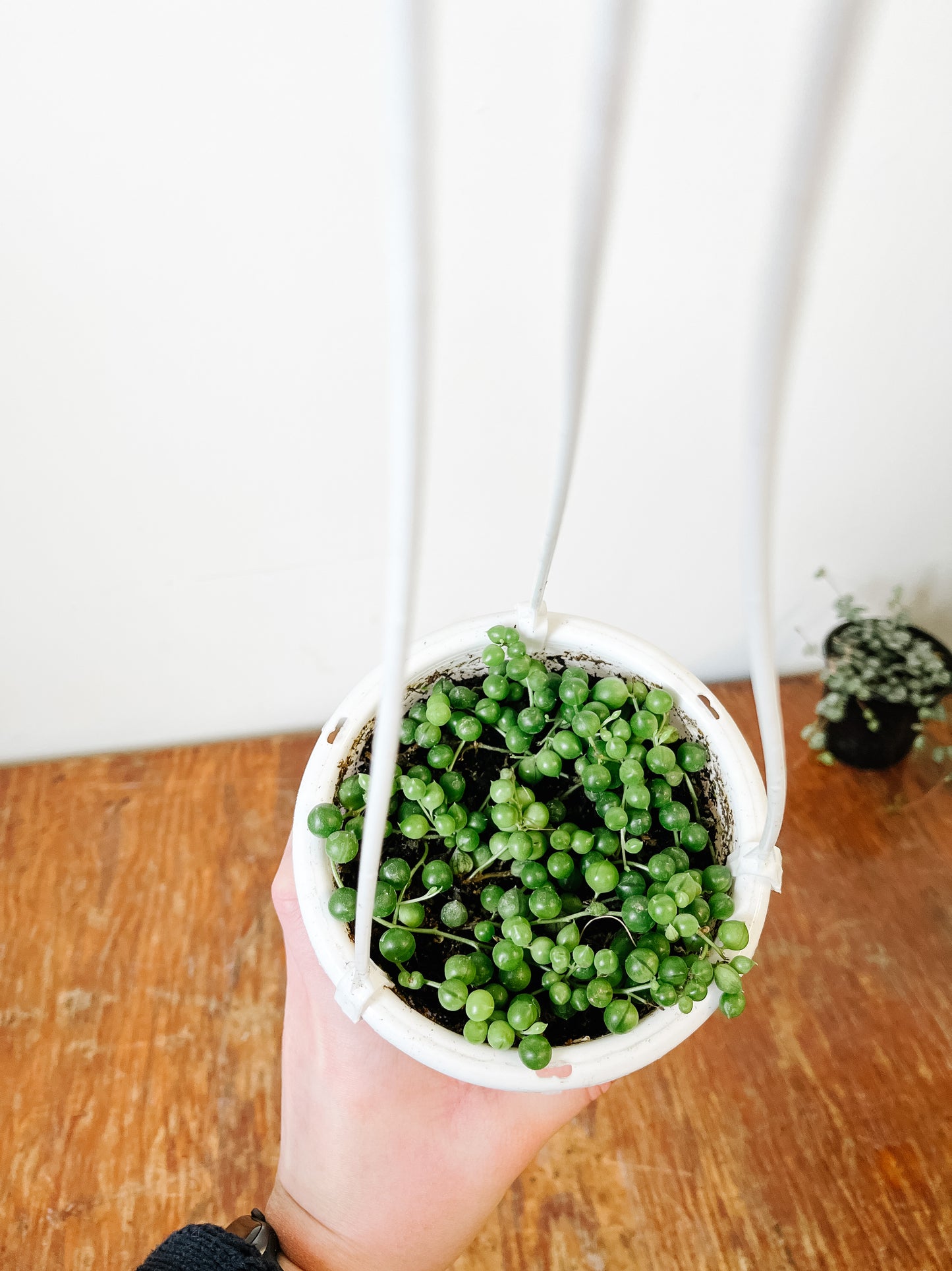 
                  
                    String of Pearls | Senecio
                  
                