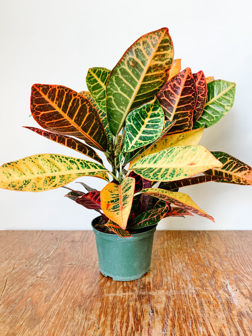 Croton Petra