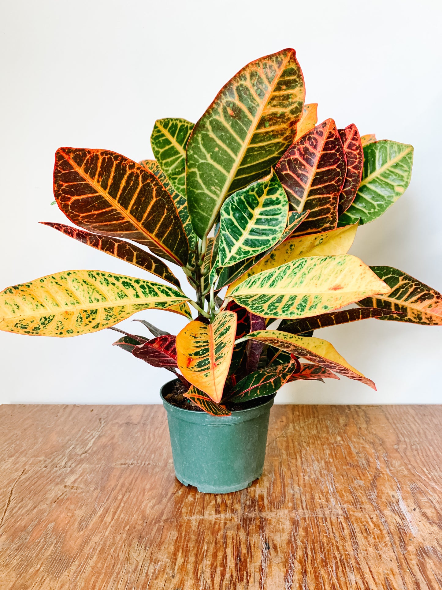 
                  
                    Croton Petra
                  
                