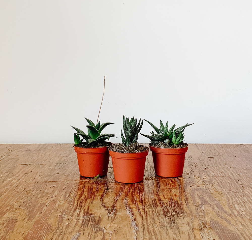 
                  
                    Haworthia/Gasteria Assorted
                  
                