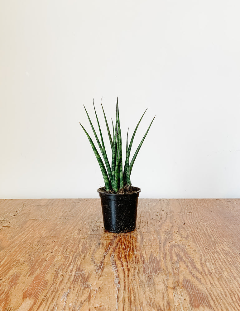 
                  
                    Snake Plant Fernwood | Sansevieria
                  
                