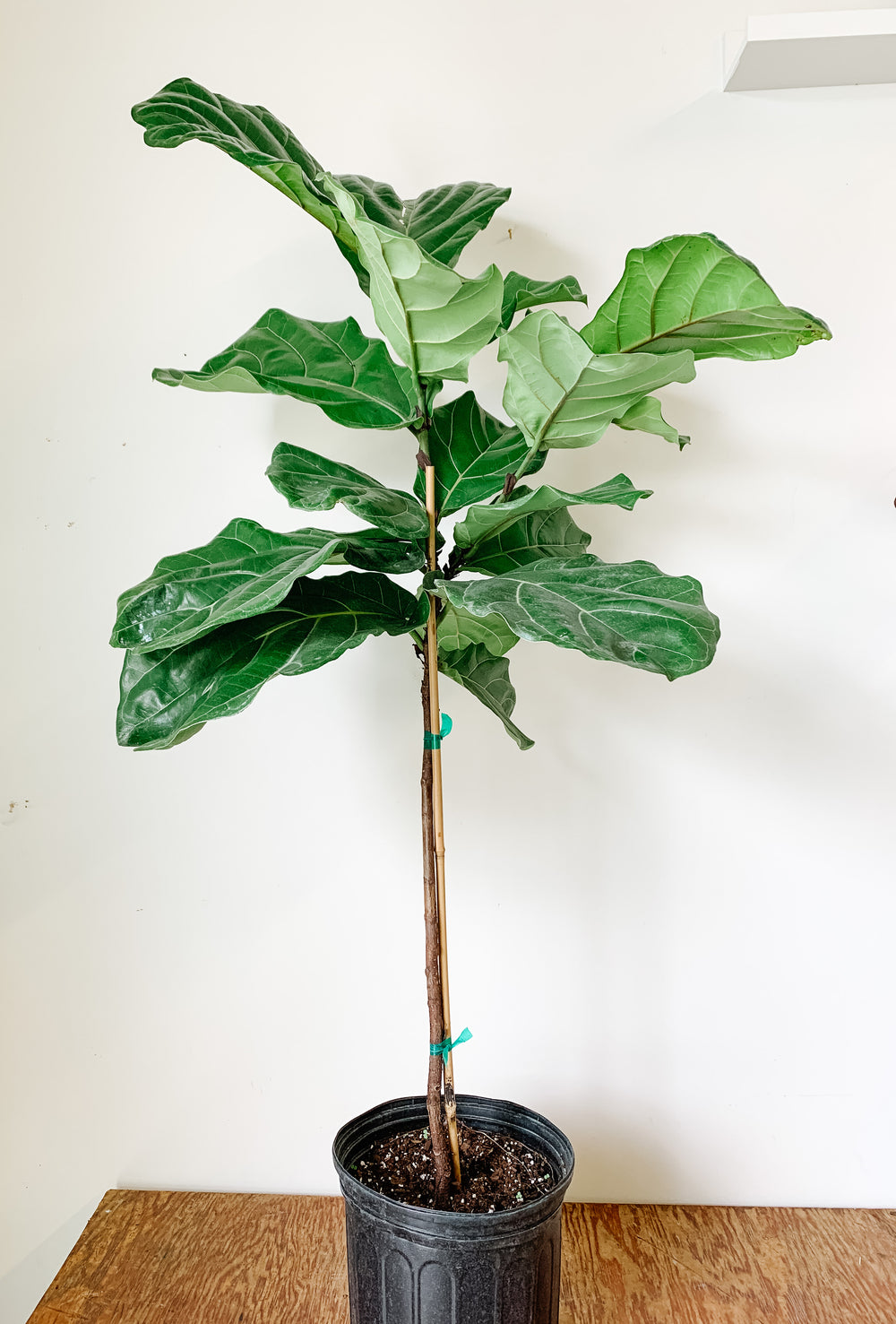 Fiddle Leaf Fig Standard | Ficus Lyrata